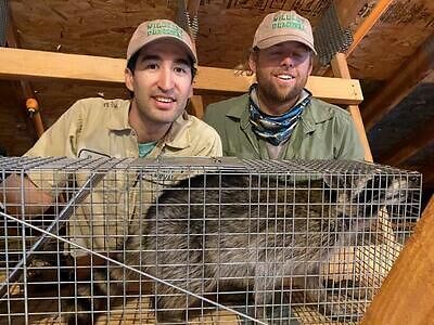 Richmond pest control